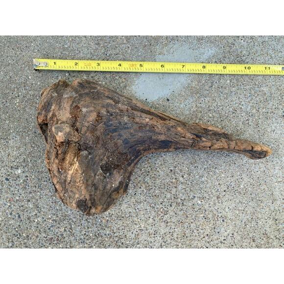 Ohio River Driftwood 10"x5"x3" (Hip Bone Shape) - Picture 1 of 3